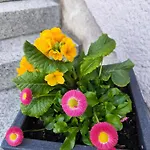 Nyaraló Isabel Gernrode (Saxony-Anhalt)